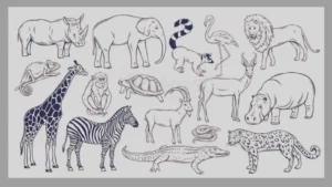 Animal Sketches